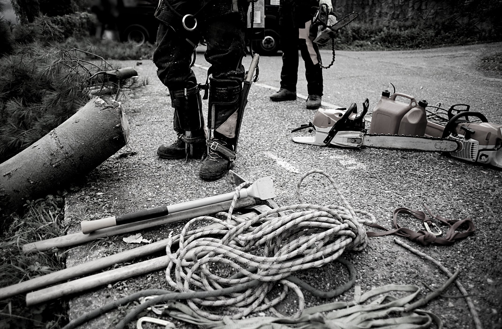 Midsection of Arborist Men with Chainsaw and Ropes Cutting a Tree.