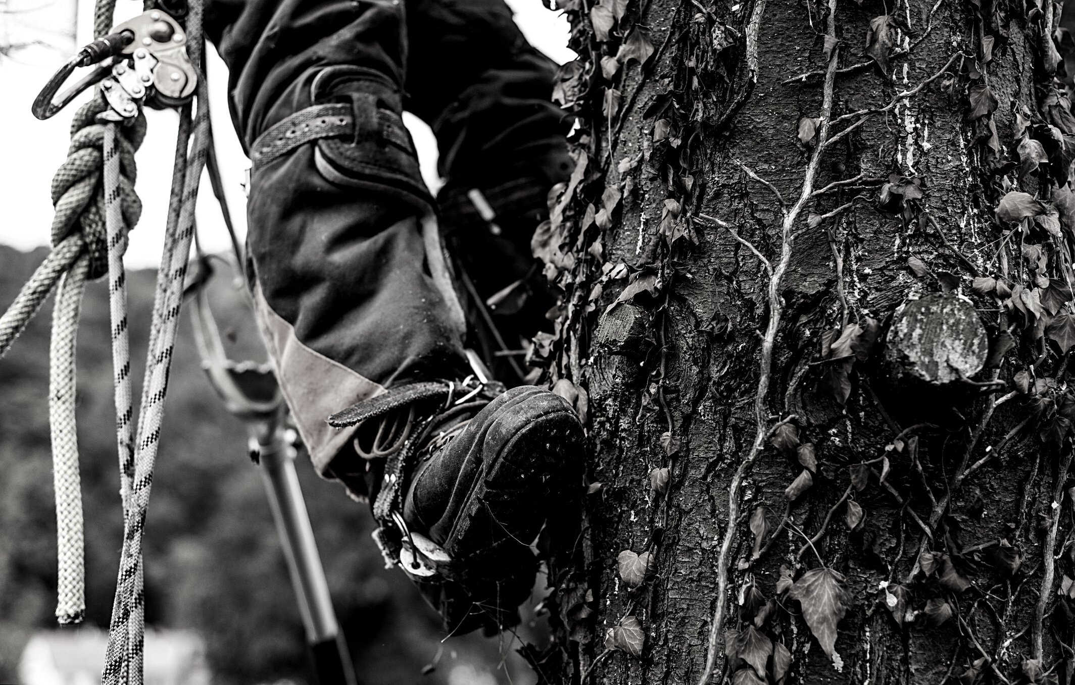 Midsection of Legs of Arborist Man with Harness Cutting a Tree, Climbing.